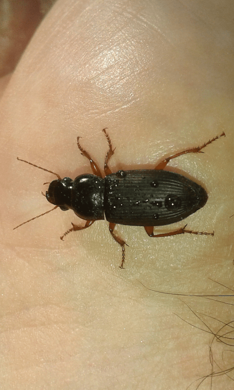 Carabidae : Pseudoophonus rufipes?